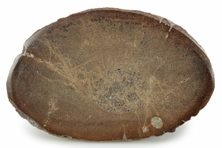 Polished Jurassic Plesiosaur (Colymbosaurus) Bone - England #320992